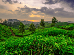 Munnar