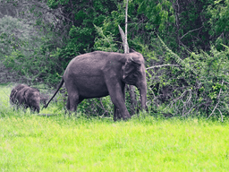Thekkady