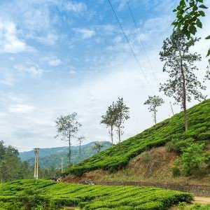 Wayanad